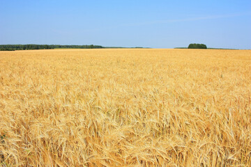 Golden ears of wheat in the field