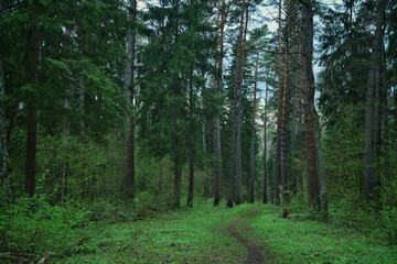 winding empty path in the forest between tall pines, nature of Russia