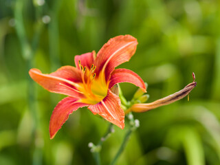 Red orange lilies in the park. The background is out of focus. Close-up