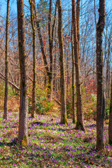Fototapeta premium purple crocus bloom in the forest. beautiful nature scenery on a worm sunny day in springtime