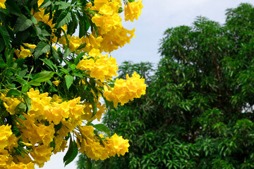 Yellow flowers in garden scene. Yellow flowers top view. Yellow flowers