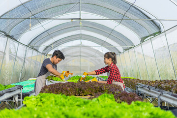 farmer ware agricultural gloves keep vegetable at hydroponic farm and observing growth vegetable meticulously before delivered to the customer.