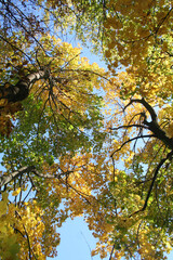 Fototapeta premium Maple trees with green and yellow leaves on branches against blue sky on autumn season. Acer platanoides