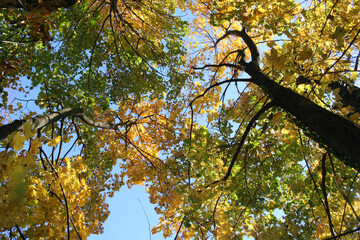 Obraz premium Maple trees with green and yellow leaves on branches against blue sky on autumn season. Acer platanoides