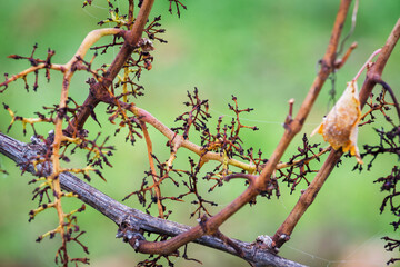 empty grape after harvesting at a vineyard in Burgenland
