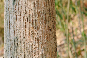 Teak tree in the forest with blurred background.Selective focus