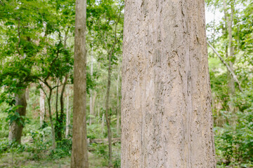 Teak Tree in Thailand precious hardwoods one of the last major areas of tropical forest in Asia