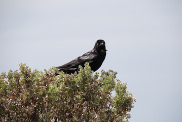 Crow in tree