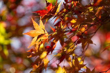 red autumn leaves