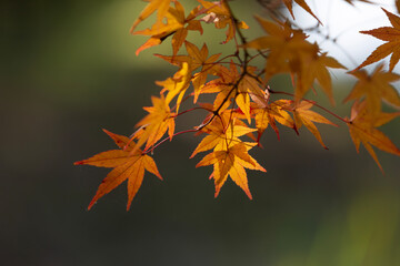 maple leaves