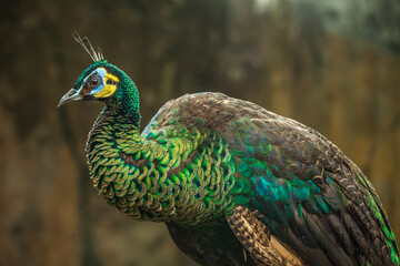 the peacocks in zoo cages