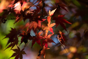 red maple leaves