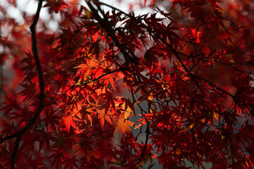 red autumn leaves