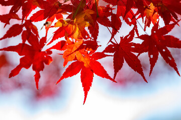 red maple leaves