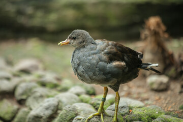 collection of birds in my zoo