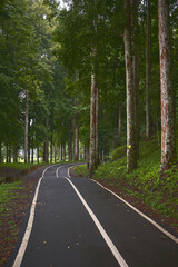 Fototapeta premium Outdoor park scene with asphalt road in the woods mood