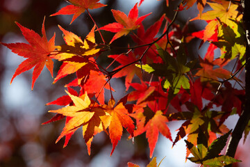 red leaves