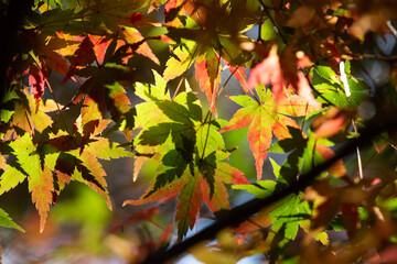 autumn leaves background