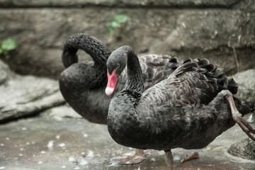 two black geese