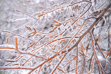 Selective focus of frozen birch catkins covered with ice. Russia, winter