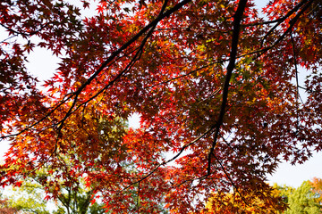 red autumn leaves