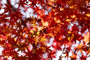 red maple leaves