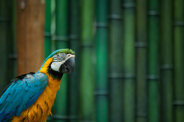 the parrot at the zoo