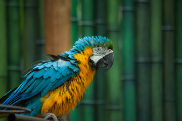 the parrot at the zoo
