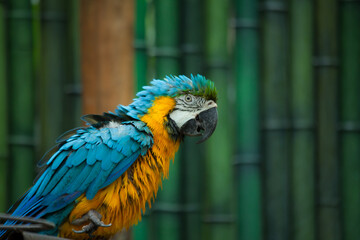 the parrot at the zoo