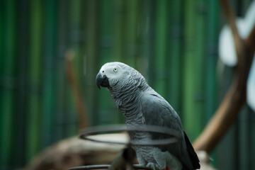 the parrot at the zoo