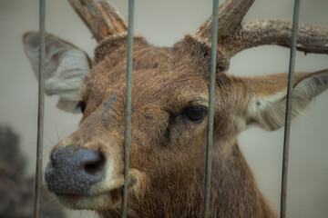 deer in the zoo