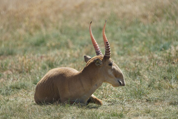 Resting saiga in a meadow