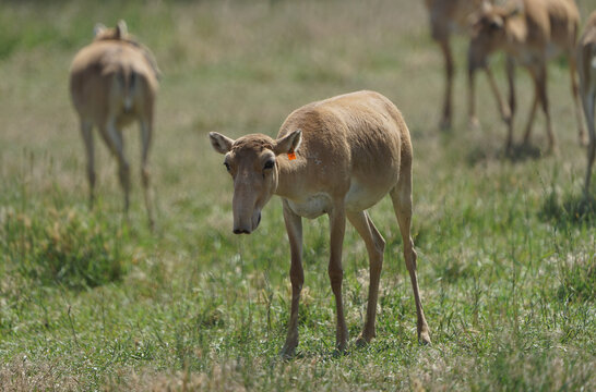 Resting saiga in a meadow