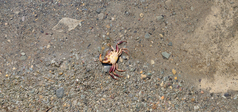 Picture of a Crab in Dehradun Robbers Cave
