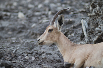 Nubian ibex sits on rocky ground in the Nahal David track in Ein Gedi, blurred background.