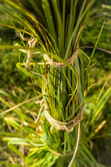 Gartenarbeit im Spätherbst: Pampasgras überwintern
