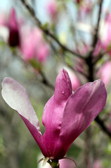 purple magnolia