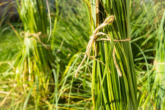 Gartenarbeit im Sp&auml;therbst: Pampasgras &uuml;berwintern