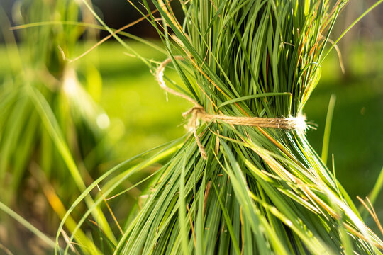 Gartenarbeit im Sp&auml;therbst: Pampasgras &uuml;berwintern
