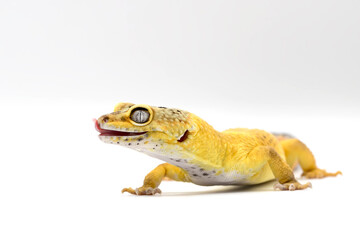 Exotic Lemon Frost Leopard Gecko isolated in bright white background