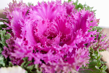 秋冬を彩る葉牡丹07