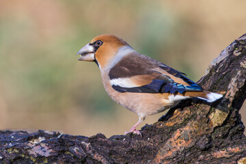 Kernbeißer (Coccothraustes coccothraustes)