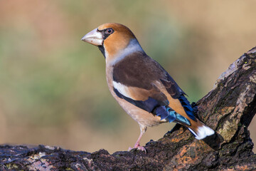 Kernbeißer (Coccothraustes coccothraustes)