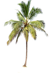 Fototapeta premium Coconut palm tree isolated on white background