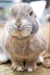 ウサギのマクロ