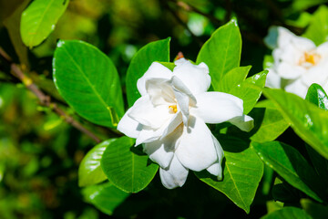 Cape Jasmine,Gardenia jasminoides J. Ellis, Rubiaceae family.