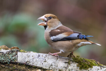 Kernbeißer (Coccothraustes coccothraustes) Weibchen