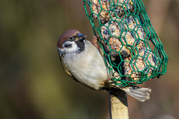 Feldsperling (Passer montanus)