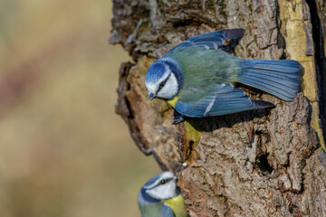 Blaumeise (Cyanistes caeruleus)