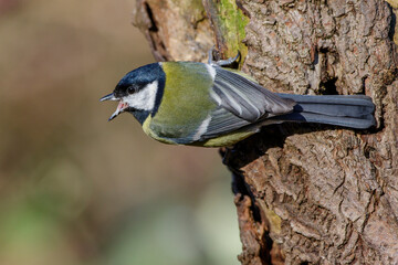 Kohlmeise (parus major)